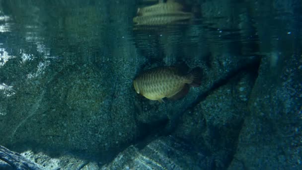 Beaux Poissons Dans Aquarium Sur Décoration Des Plantes Aquatiques Fond — Video