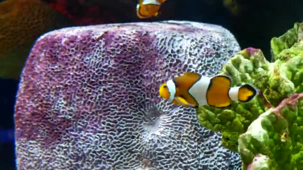 水族館の美しい魚は 水生植物の装飾を背景に — ストック動画