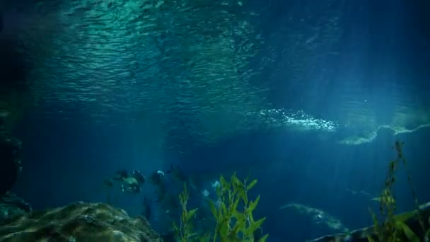 Akvaryumdaki Bitkilerinin Dekorasyonu Üzerine Çok Güzel Bir Balık — Stok video