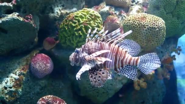 Beau Poisson Dans Aquarium Sur Décoration Des Plantes Aquatiques Fond — Video