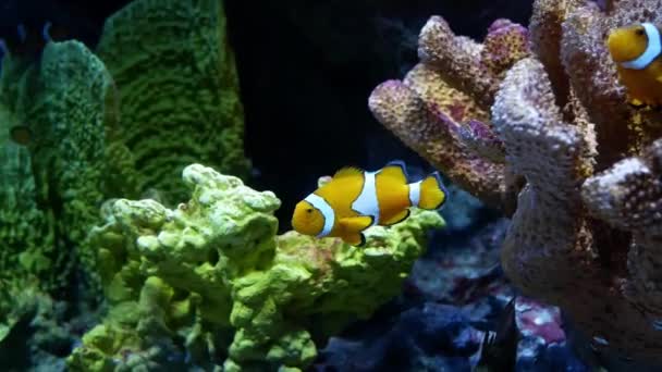 Bei Pesci Nell Acquario Decorazione Sfondo Piante Acquatiche — Video Stock