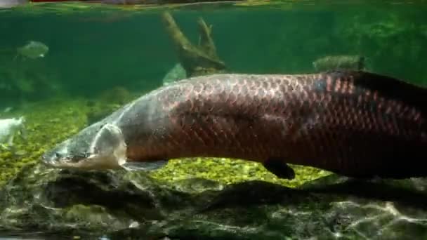 Beau Poisson Dans Aquarium Sur Décoration Des Plantes Aquatiques Fond — Video