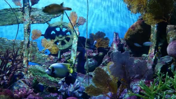 水族馆里美丽的鱼装饰着水生植物的背景 — 图库视频影像