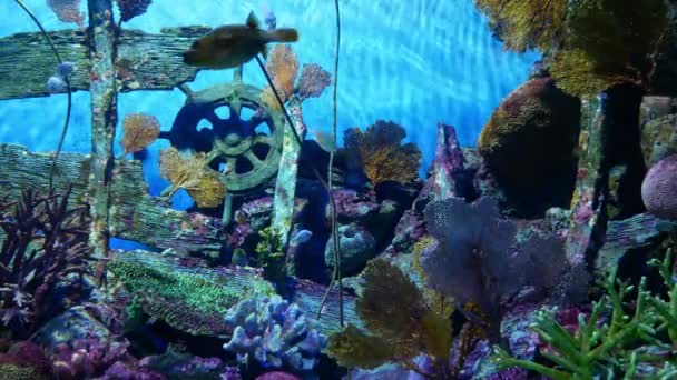 Beaux poissons dans l'aquarium sur la décoration des plantes aquatiques fond .