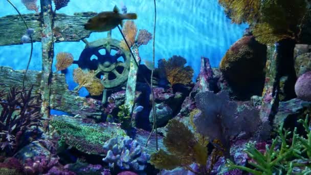 Bei Pesci Nell Acquario Decorazione Sfondo Piante Acquatiche — Video Stock