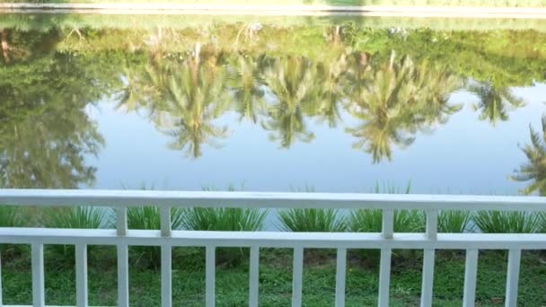 Über Das Wasser Der Kokospalme Nachdenken — Stockvideo