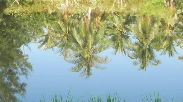 Rifletta Acqua Albero Cocco — Video Stock