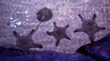 Fish tank yıldız balık kapatın.