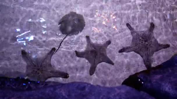 Закрыть Звездную Рыбу Аквариуме — стоковое видео