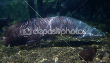 Güzel balık içinde belgili tanımlık akvaryum dekorasyon su üzerinde arka plan bitki. Renkli balık balık tank.