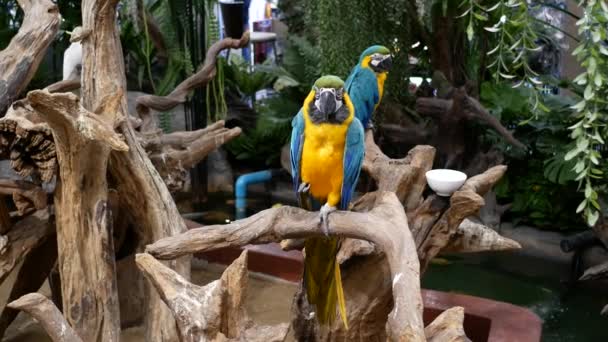 Macore Kuş Ağaç Dalı Bekle Ahşap Bir Güzel Macore Papağan — Stok video