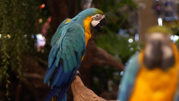 Macore Ptaka Trzymać Gałęzi Drzewa Macore Piękne Papuga Ptak Stojący — Wideo stockowe