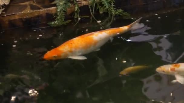 Koi Fish Swim Ponds — Stock Video