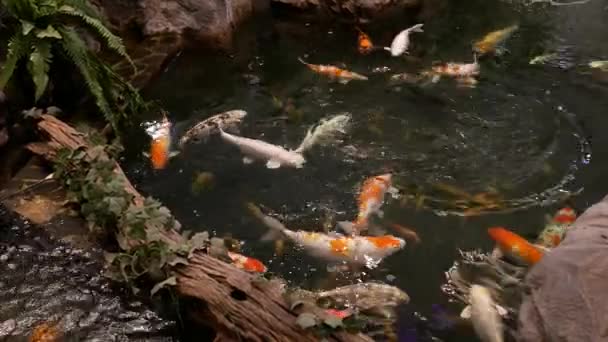 Peixes Koi Nadam Lagoas — Vídeo de Stock
