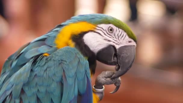 Macore Madár Tart Ága Gyönyörű Macore Papagáj Madár Állt Egy Jogdíjmentes Stock Felvétel