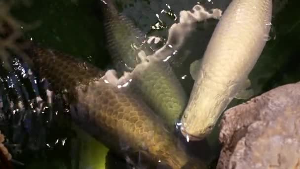 Arapaima Gigas 물고기 연못에서는 그것은 물고기 — 비디오