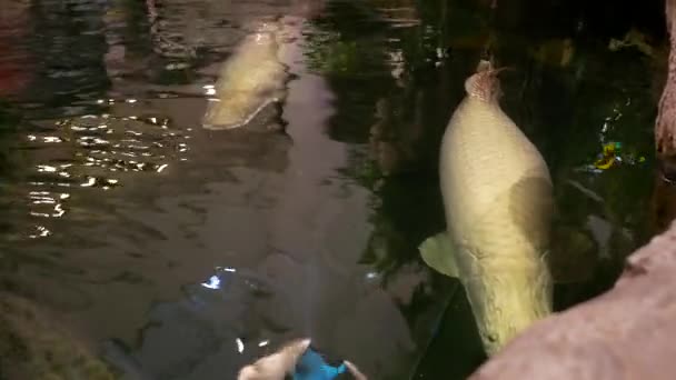 Arapaima Gigas Fiskedammer Største Ferskvannsfisk – stockvideo