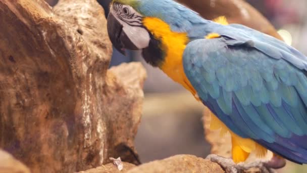 Macore Птах Утримати Гілка Дерева Красиві Macore Папуга Птах Стоячи — стокове відео
