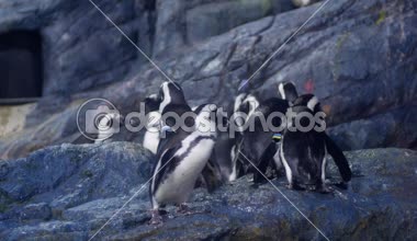 Bir penguen su tankında hayvanat bahçesindeki yüzüyordum.