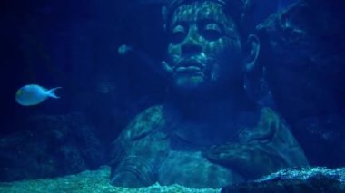 Güzel balık içinde belgili tanımlık akvaryum dekorasyon su üzerinde arka plan bitki. Renkli balık balık tank.