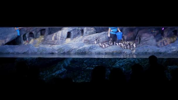 バンコク タイ王国 2018 ペンギンの海生活バンコク水族館で水槽のショーの食事 — ストック動画