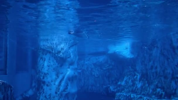 Pinguim Estava Nadando Zoológico Tanque Água — Vídeo de Stock