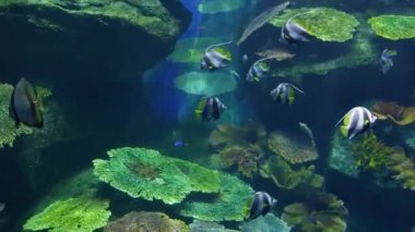 Güzel balık içinde belgili tanımlık akvaryum dekorasyon su üzerinde arka plan bitki. Renkli balık balık tank.