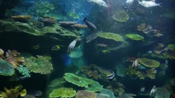 Szép Halak Akváriumban Dekoráció Vízi Növények Háttér Színes Halak Akváriumban — Stock videók
