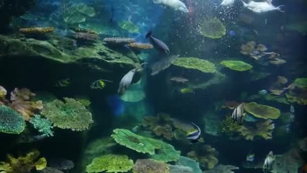 美丽的鱼在水族箱上装饰水生植物的背景 鱼缸里的五彩鱼 — 图库视频影像