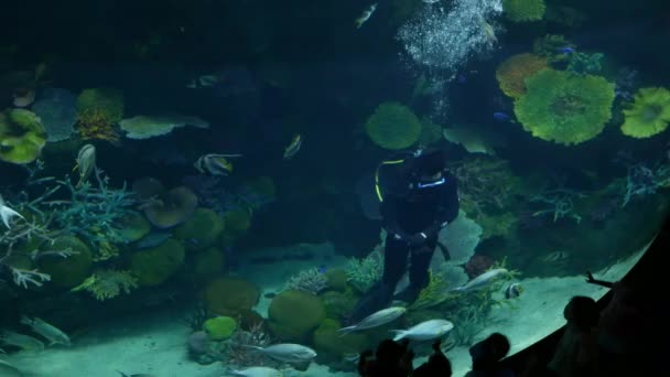 Bangkok Thajsko Prosinec 2018 Aquanaut Člověka Krásné Ryby Akváriu Zdobení — Stock video