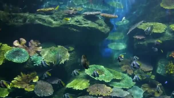 Mooie Vissen Het Aquarium Aan Decoratie Van Aquatische Planten Achtergrond — Stockvideo