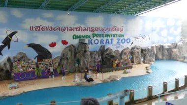 Nakhon Ratchasima, Tayland Ekim, 20-2018: deniz aslanı akrobatik göstermek Nakhon Ratchasima hayvanat bahçesinde, 20 Ekim-2018 Nakhon Ratchasima Eyaleti, Tayland