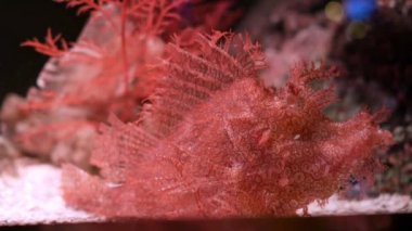 Akvaryum, çiroz Scorpionfish Rhinopias frondosa yosunlu Scorpionfish son derece alışılmadık bir seyir balıktır.