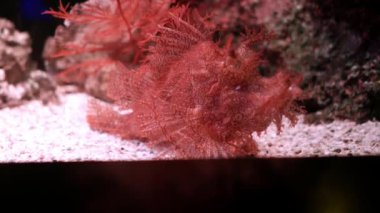 Akvaryum, çiroz Scorpionfish Rhinopias frondosa yosunlu Scorpionfish son derece alışılmadık bir seyir balıktır.