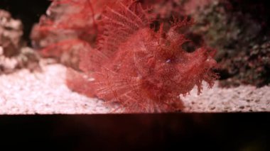 Akvaryum, çiroz Scorpionfish Rhinopias frondosa yosunlu Scorpionfish son derece alışılmadık bir seyir balıktır.