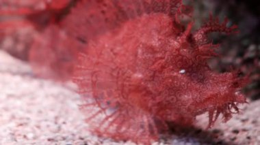 Akvaryum, çiroz Scorpionfish Rhinopias frondosa yosunlu Scorpionfish son derece alışılmadık bir seyir balıktır.