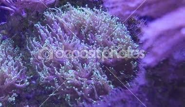 Balık ve mercan ile sualtı dünyasında güzel deniz çiçek (nabız mercan veya pompalama Xenia).