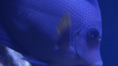 İçinde belgili tanımlık akvaryum su dekorasyon güzel balık yakın bitkiler arka plan.