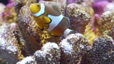 İçinde belgili tanımlık akvaryum su dekorasyon güzel balık yakın bitkiler arka plan.