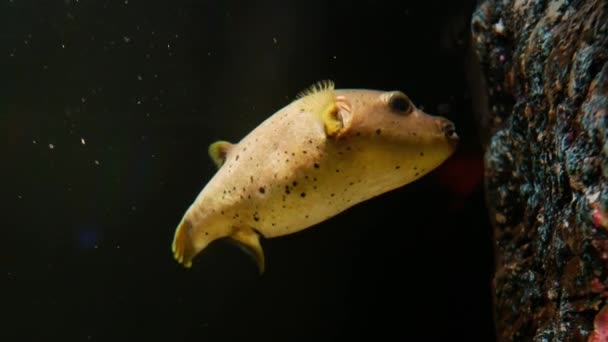 美丽的鱼在水族箱上装饰水生植物的背景 鱼缸里的五彩鱼 — 图库视频影像