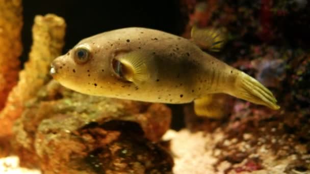Kaunis Kala Akvaariossa Koristelu Vesikasvien Tausta Värikäs Kala Akvaariossa — kuvapankkivideo