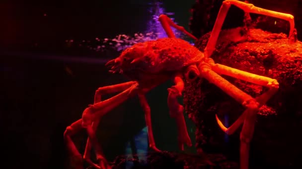 Giant Spider Crab Fish Tank — Stock Video