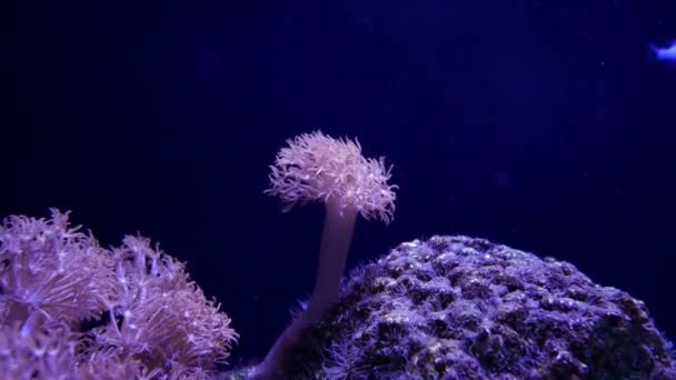 Balık Mercan Ile Sualtı Dünyasında Güzel Deniz Çiçek Nabız Mercan — Stok video