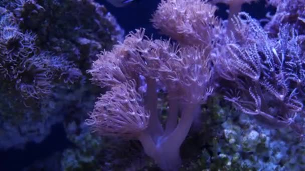 Hermosa Flor Del Mar Pulso Coral Bombeo Xenia Mundo Submarino — Vídeo de stock