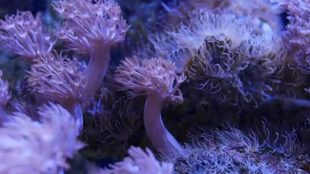 Prachtige Zee Bloem Pulse Koraal Pompen Xenia Onderwaterwereld Met Koralen — Stockvideo