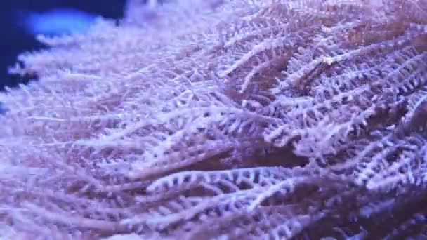 Belle Fleur Mer Pulse Corail Pumping Xenia Dans Monde Sous — Video