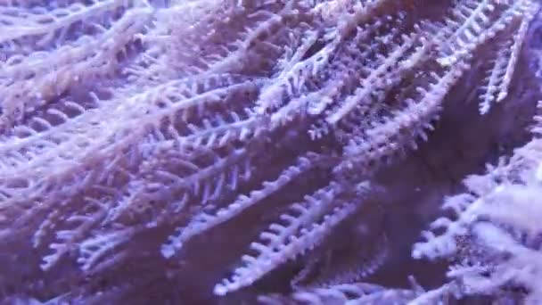 Bellissimo Fiore Mare Pulse Coral Pumping Xenia Nel Mondo Sottomarino — Video Stock