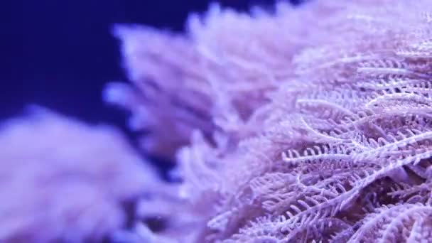 Krásné Moře Květ Pulse Coral Nebo Čerpání Xenia Podmořského Světa — Stock video