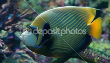 İçinde belgili tanımlık akvaryum su dekorasyon güzel balık yakın bitkiler arka plan.