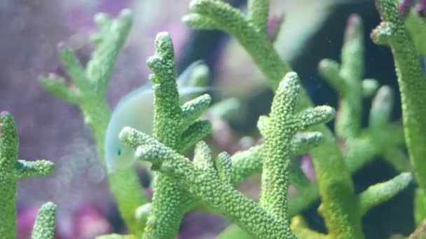 Cerca Hermosos Peces Acuario Decoración Fondo Plantas Acuáticas — Vídeo de stock